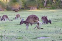 061 – Australien, Känguru