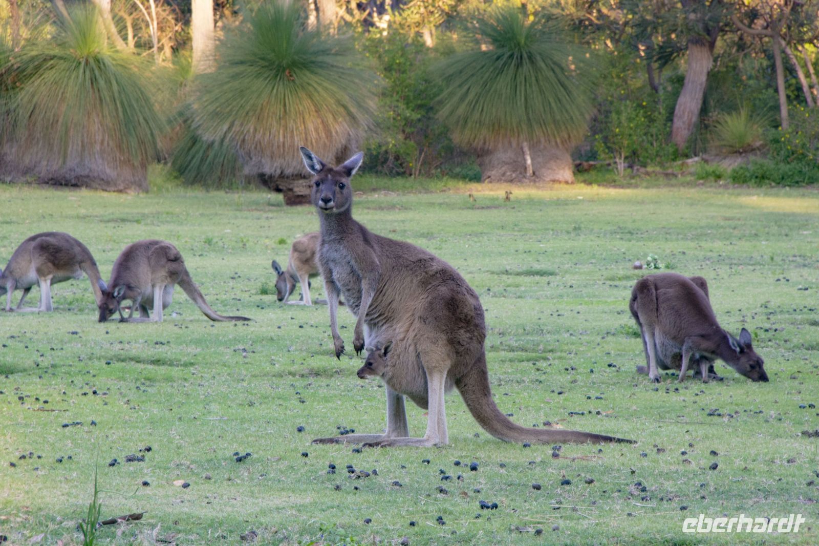 062 – Australien, Känguru