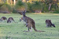 062 – Australien, Känguru