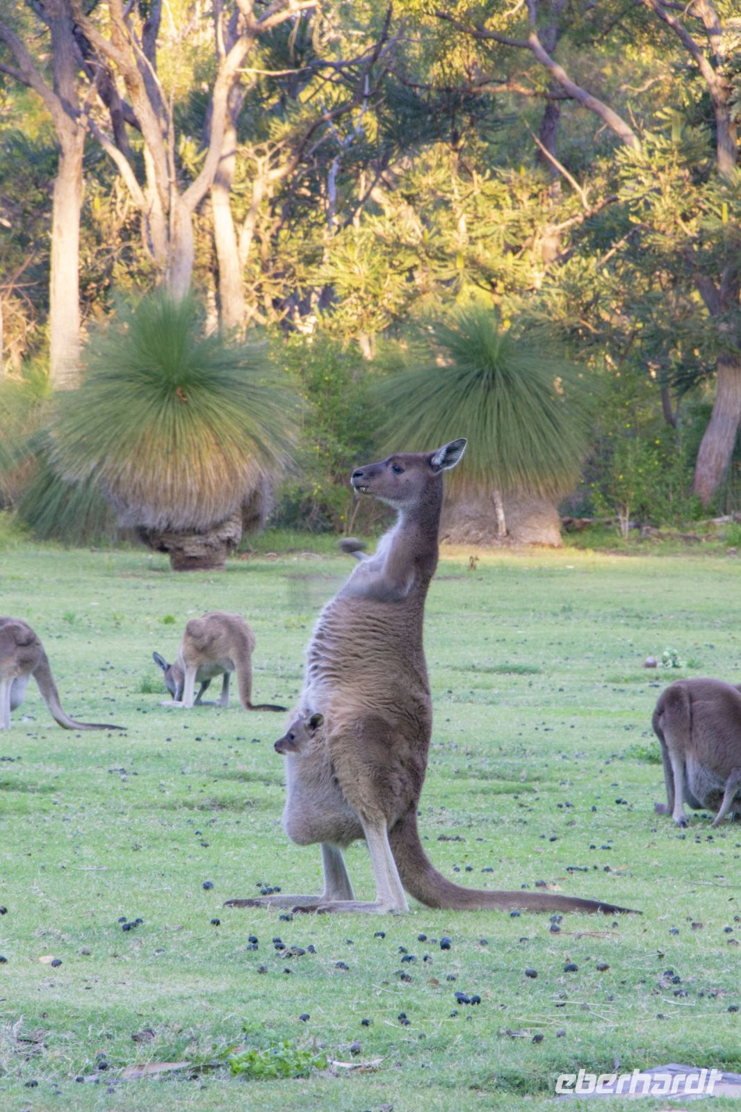 063 – Australien, Känguru