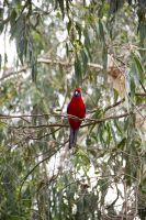 070 – Australien, Great Ocean Road