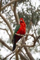 072 – Australien, Great Ocean Road