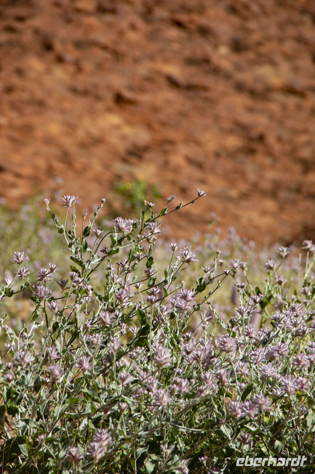 079 – Australien, Kata Tjuta