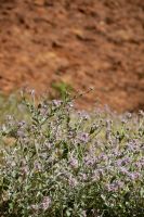 079 – Australien, Kata Tjuta