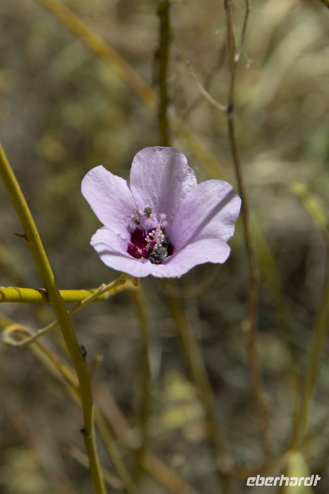 098 – Australien, Standley Chasm