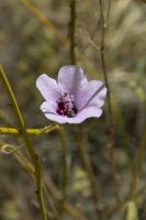 098 – Australien, Standley Chasm