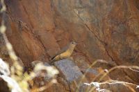 101 – Australien, Standley Chasm