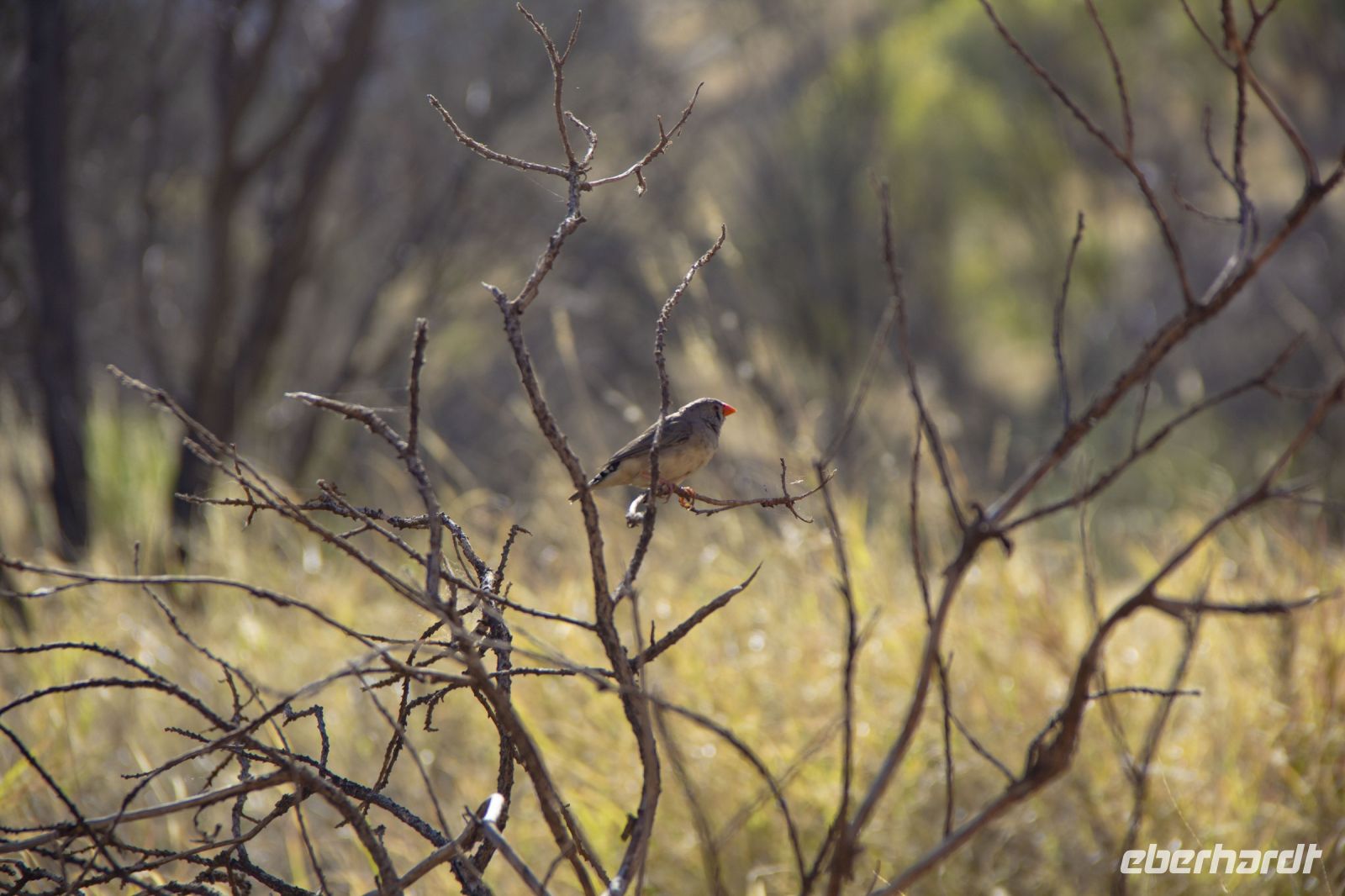 103 – Australien, Standley Chasm