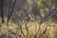 103 – Australien, Standley Chasm