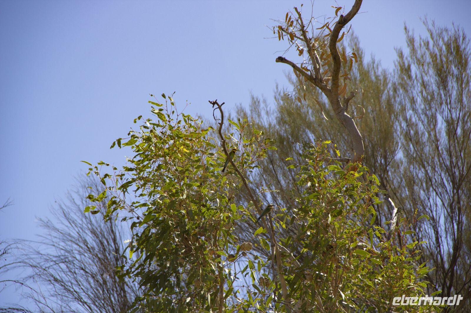 104 – Australien, Standley Chasm