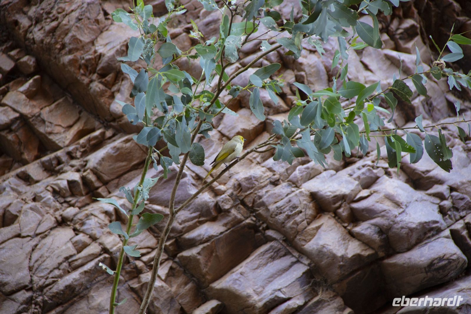 105 – Australien, Standley Chasm