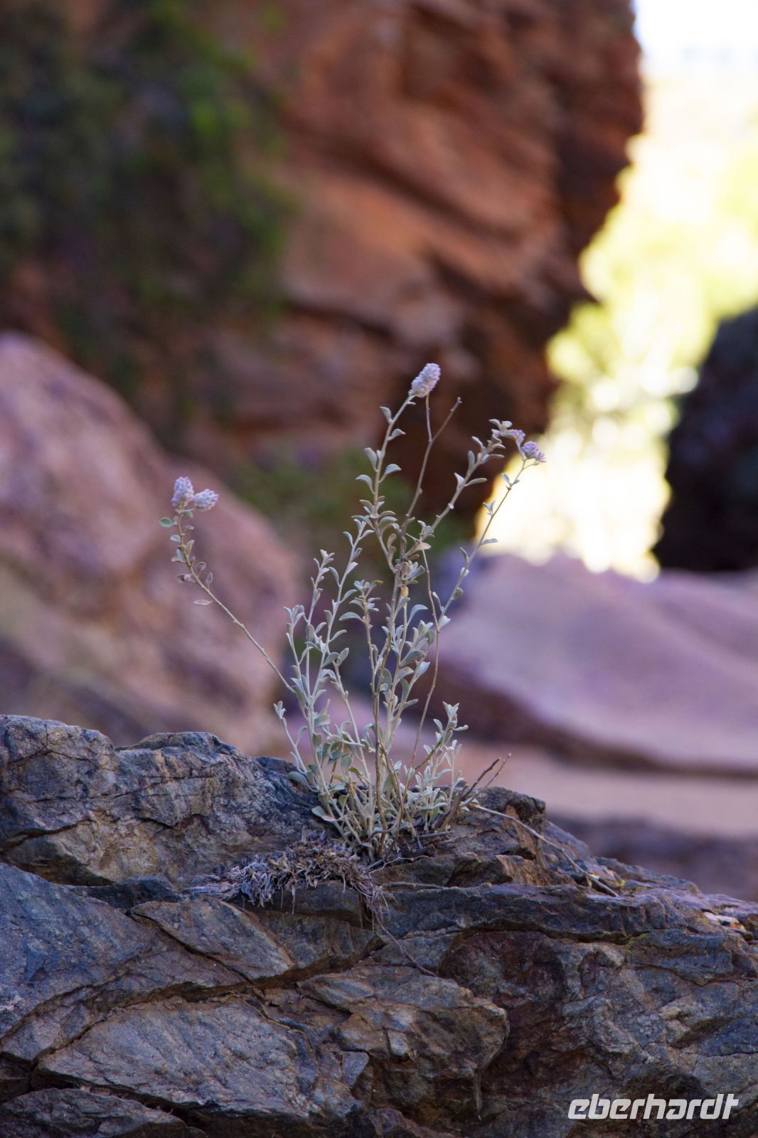 107 – Australien, Standley Chasm
