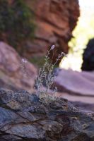 107 – Australien, Standley Chasm