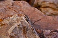 108 – Australien, Standley Chasm