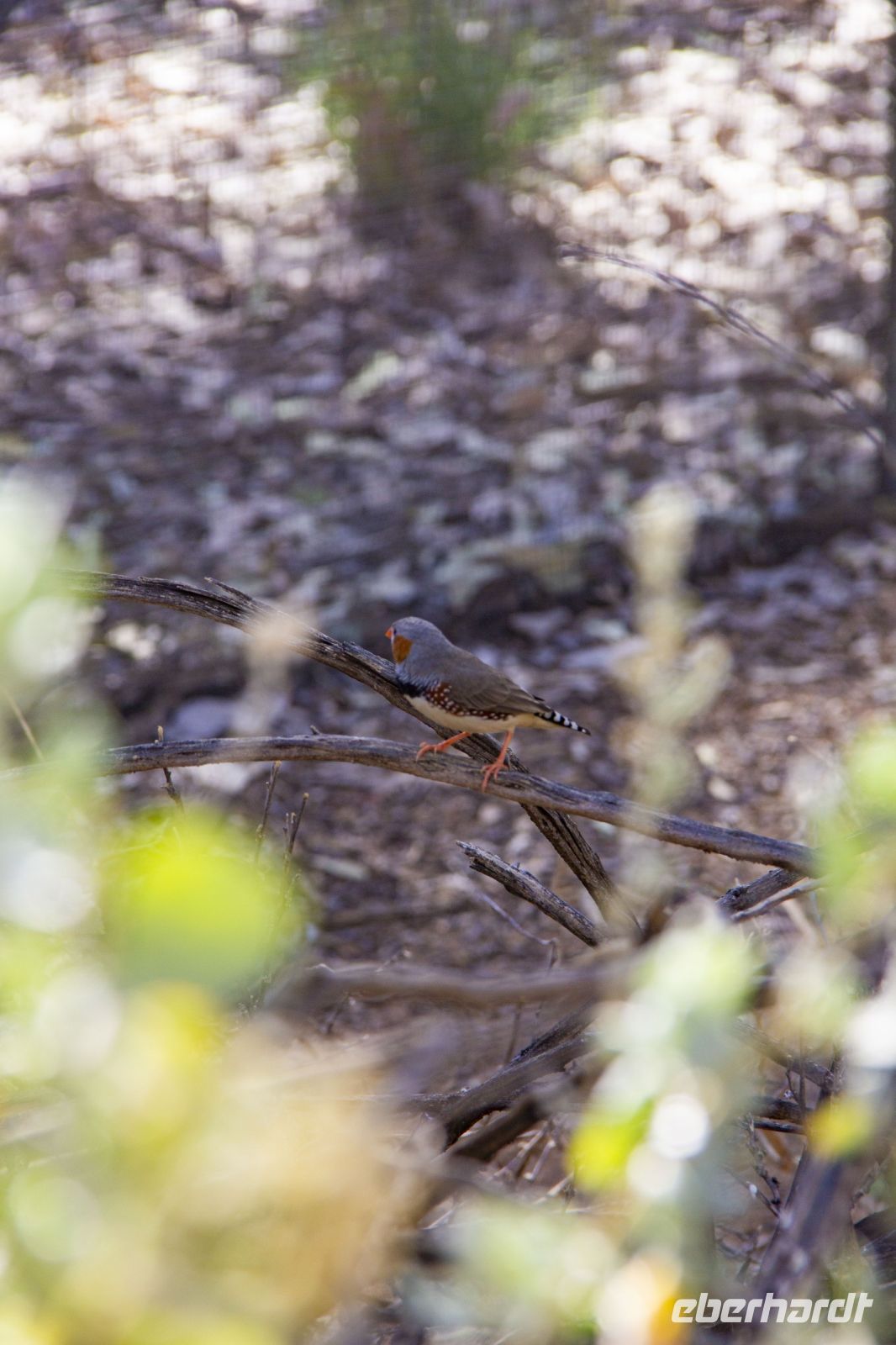 112 – Australien, Alice Springs, Desert Park