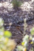 112 – Australien, Alice Springs, Desert Park