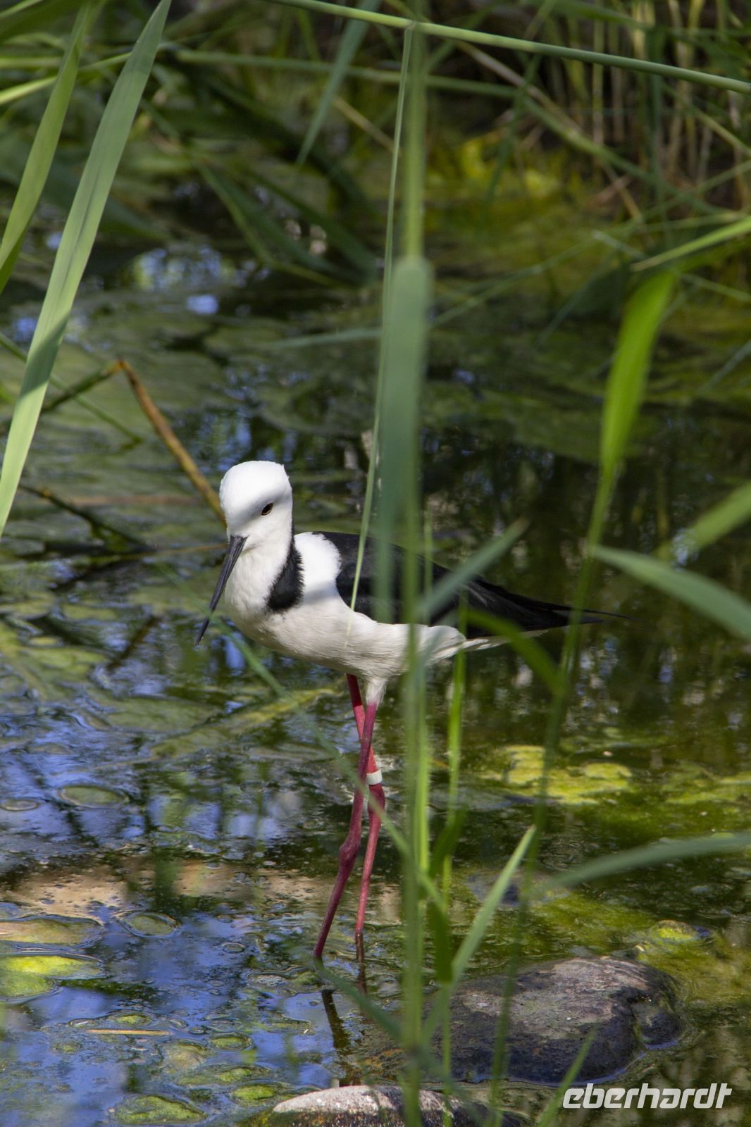 113 – Australien, Alice Springs, Desert Park