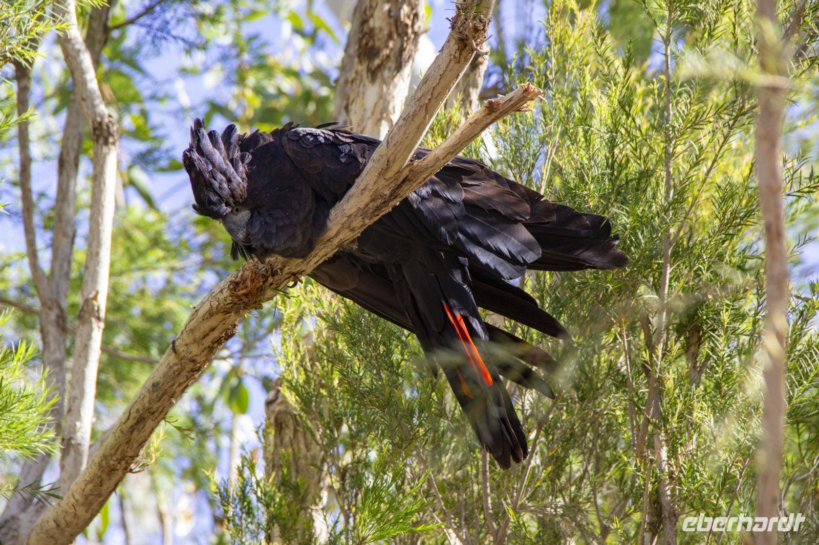 114 – Australien, Alice Springs, Desert Park