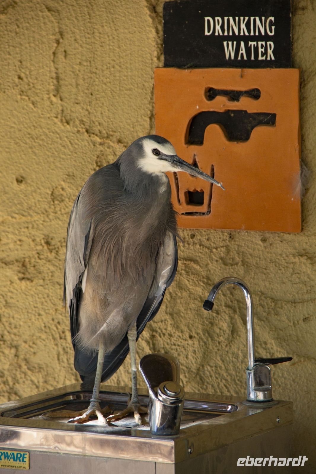 115 – Australien, Alice Springs, Desert Park