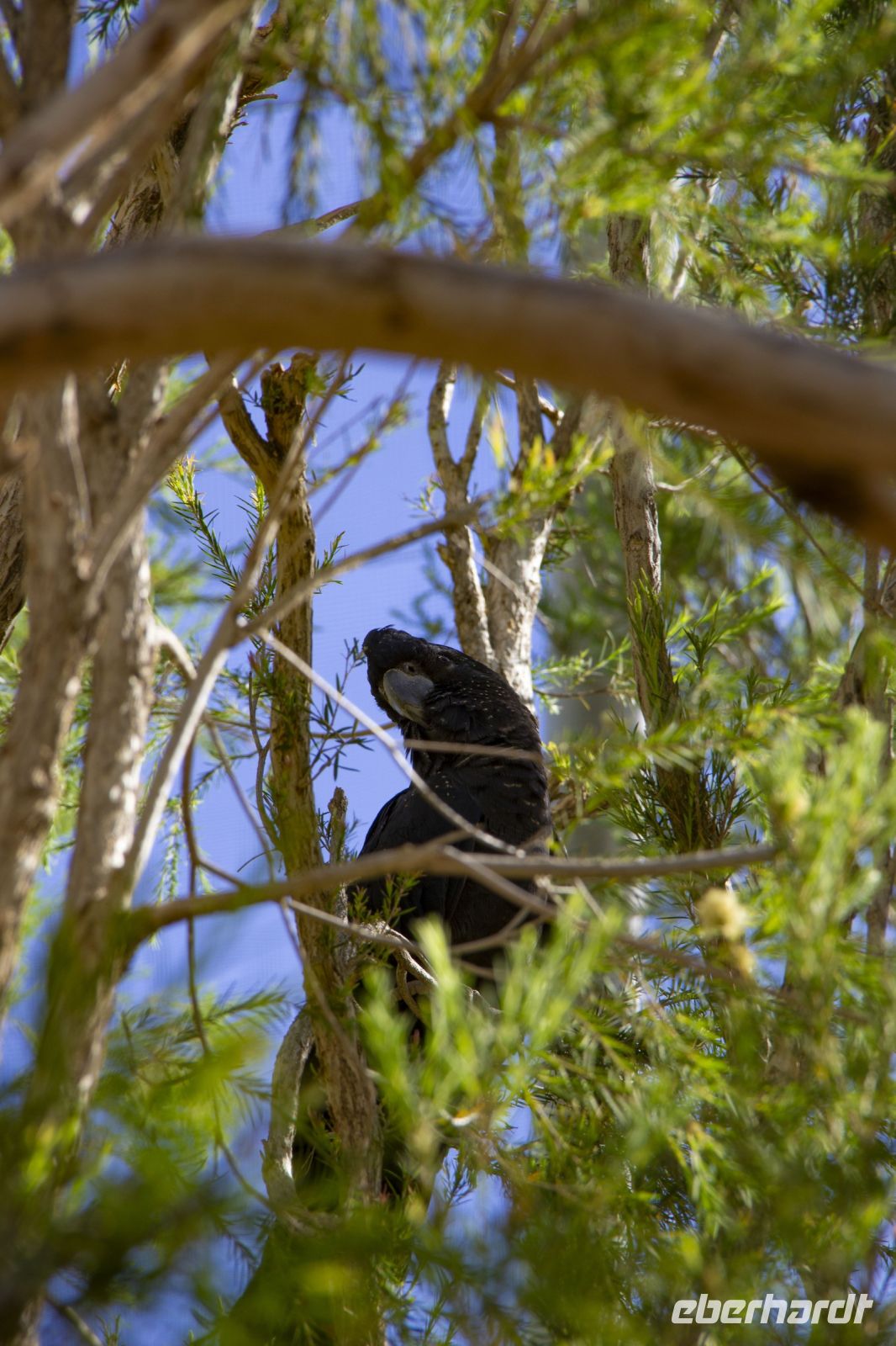 116 – Australien, Alice Springs, Desert Park