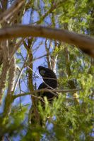 116 – Australien, Alice Springs, Desert Park