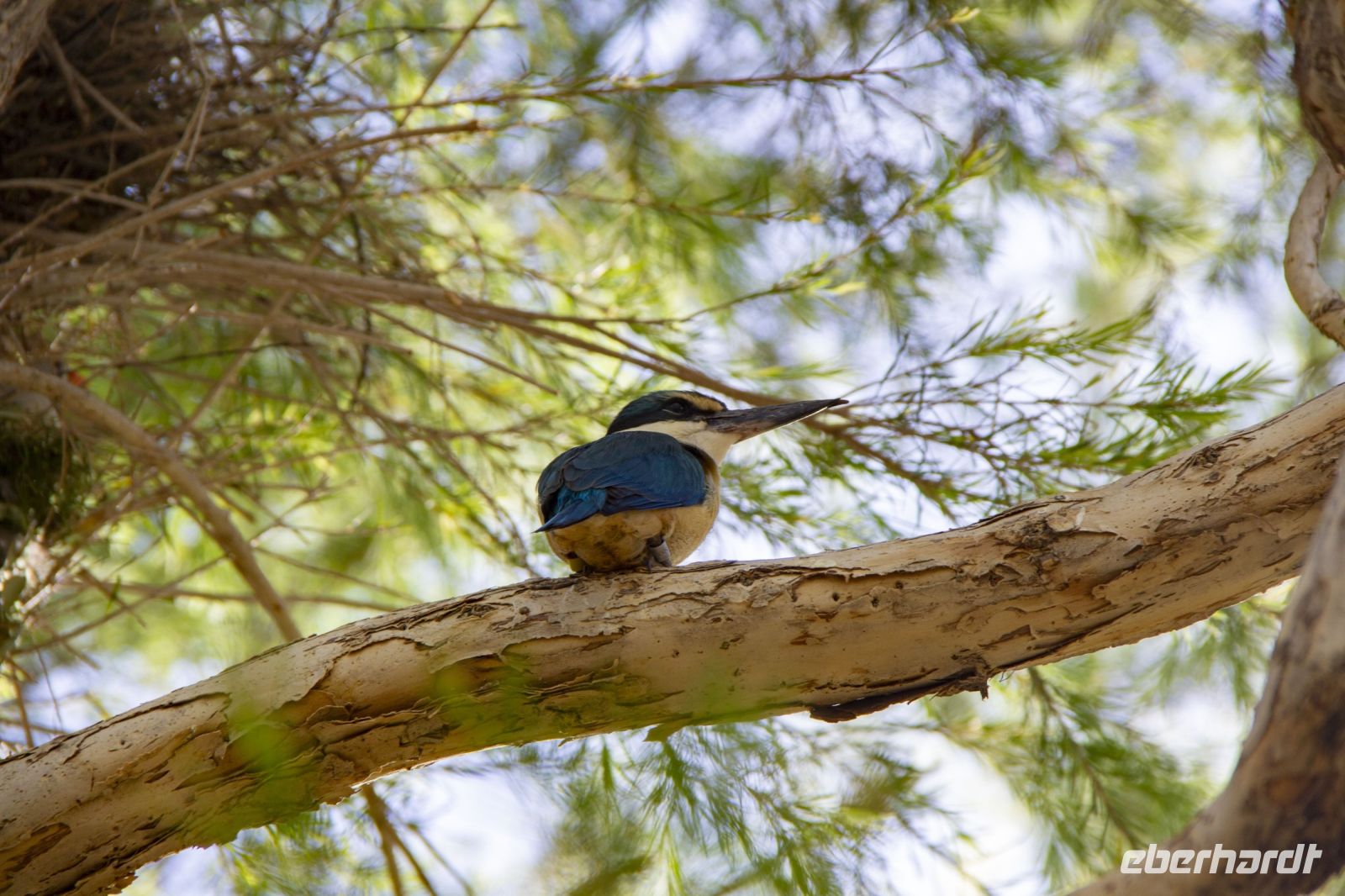 117 – Australien, Alice Springs, Desert Park