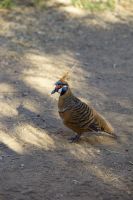 118 – Australien, Alice Springs, Desert Park