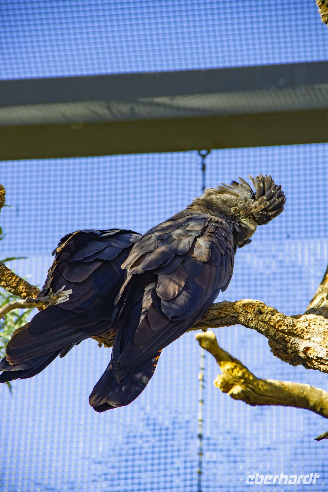 119 – Australien, Alice Springs, Desert Park