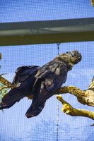 119 – Australien, Alice Springs, Desert Park