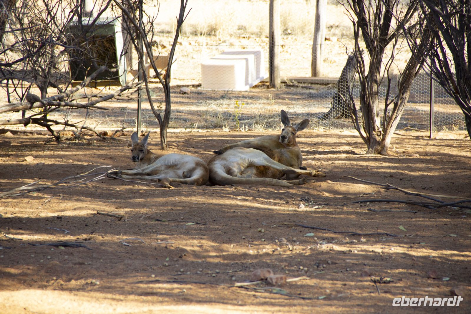 120 – Australien, Alice Springs, Desert Park