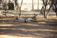 120 – Australien, Alice Springs, Desert Park