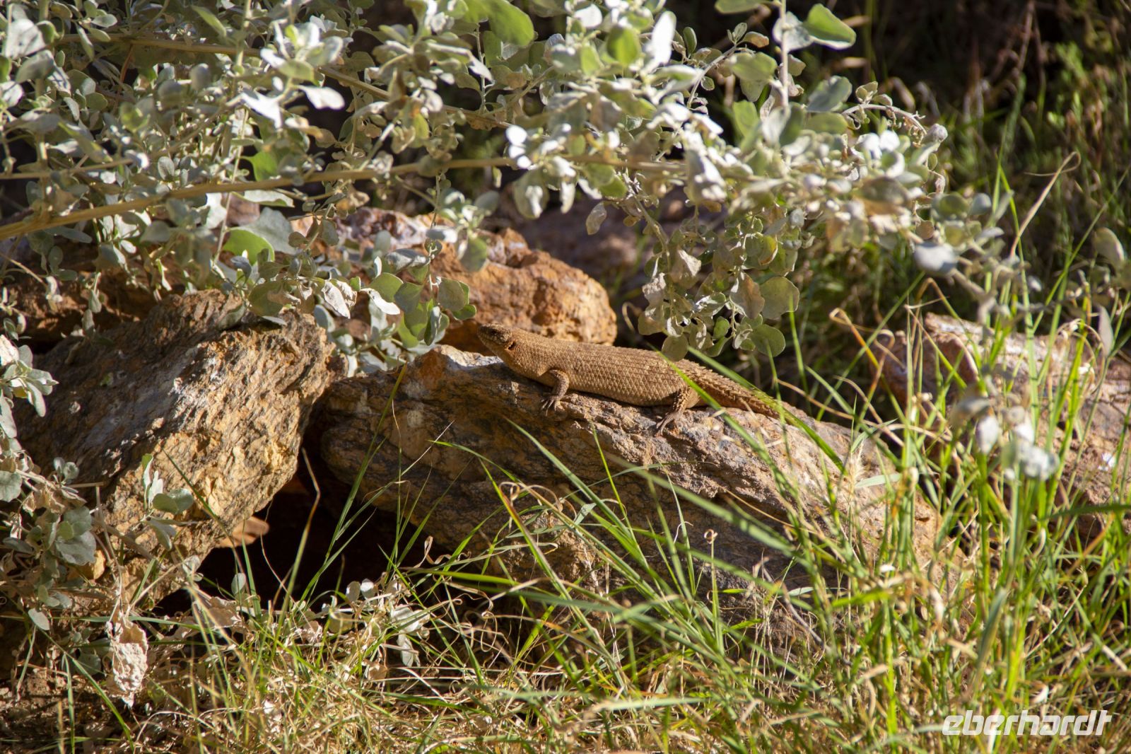 121 – Australien, Alice Springs, Desert Park