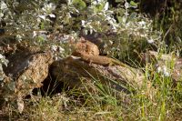 121 – Australien, Alice Springs, Desert Park