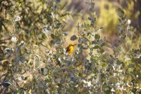 122 – Australien, Alice Springs, Desert Park