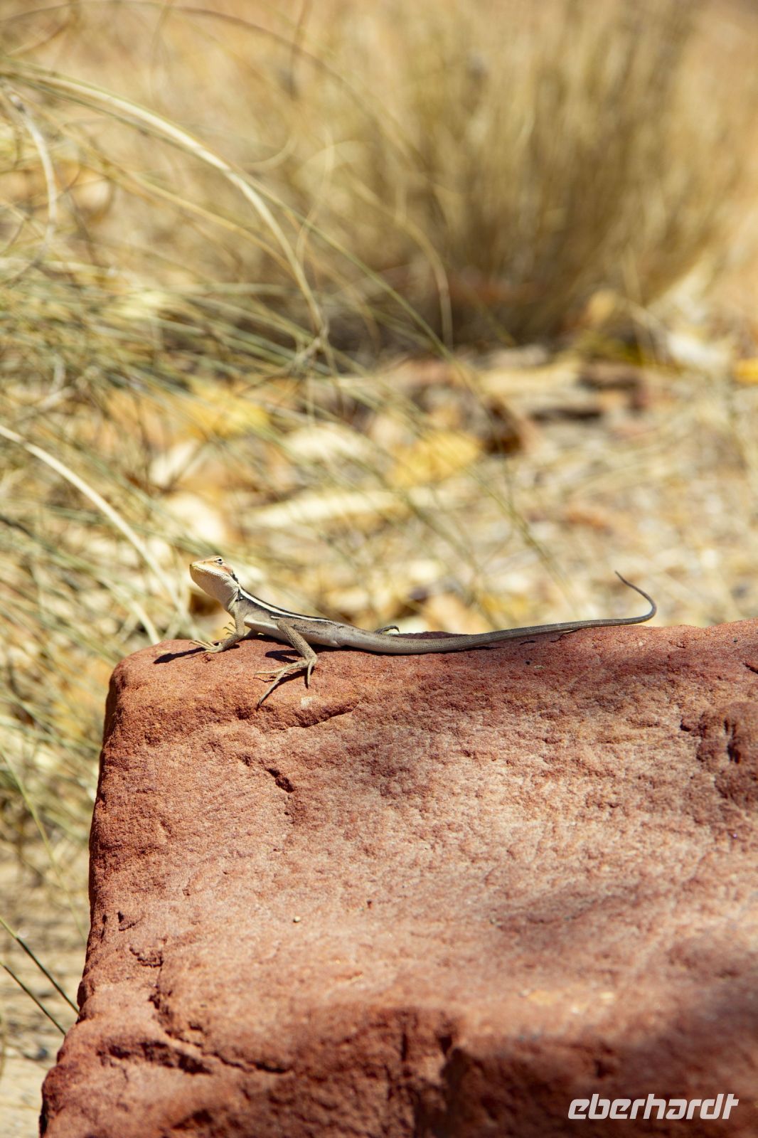 123 – Australien, Alice Springs, Desert Park