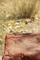 123 – Australien, Alice Springs, Desert Park