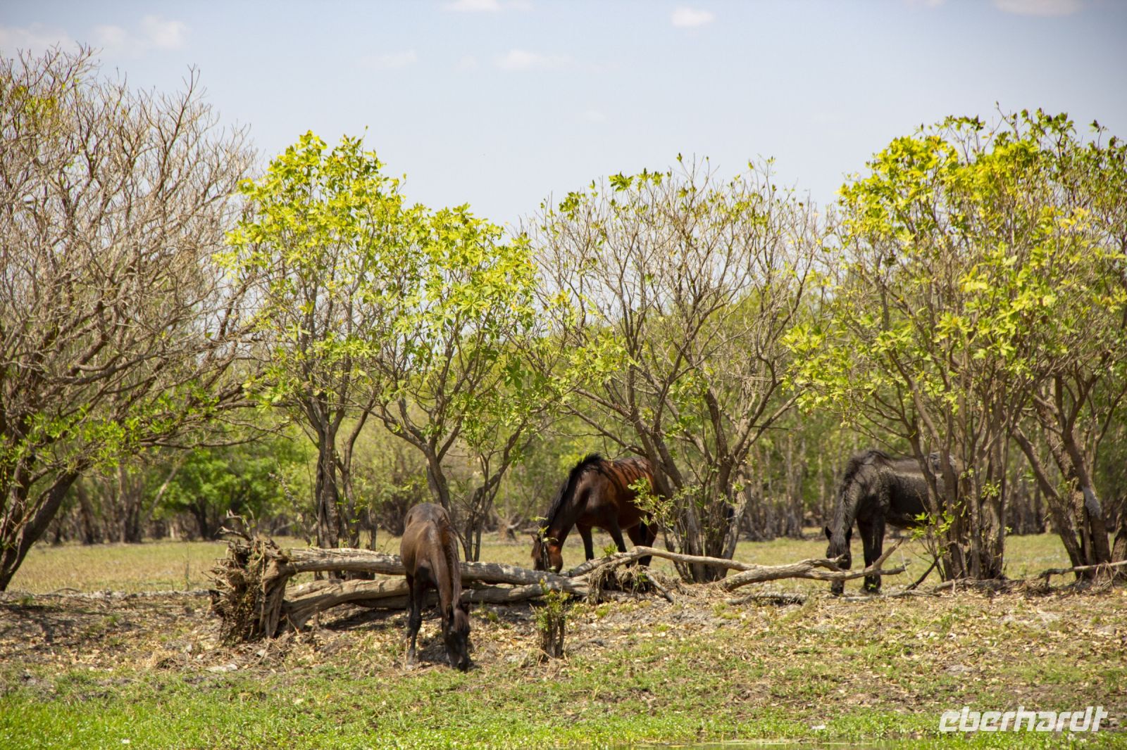 141 – Australien, Kakadu-Nationalpark