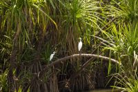 144 – Australien, Kakadu-Nationalpark