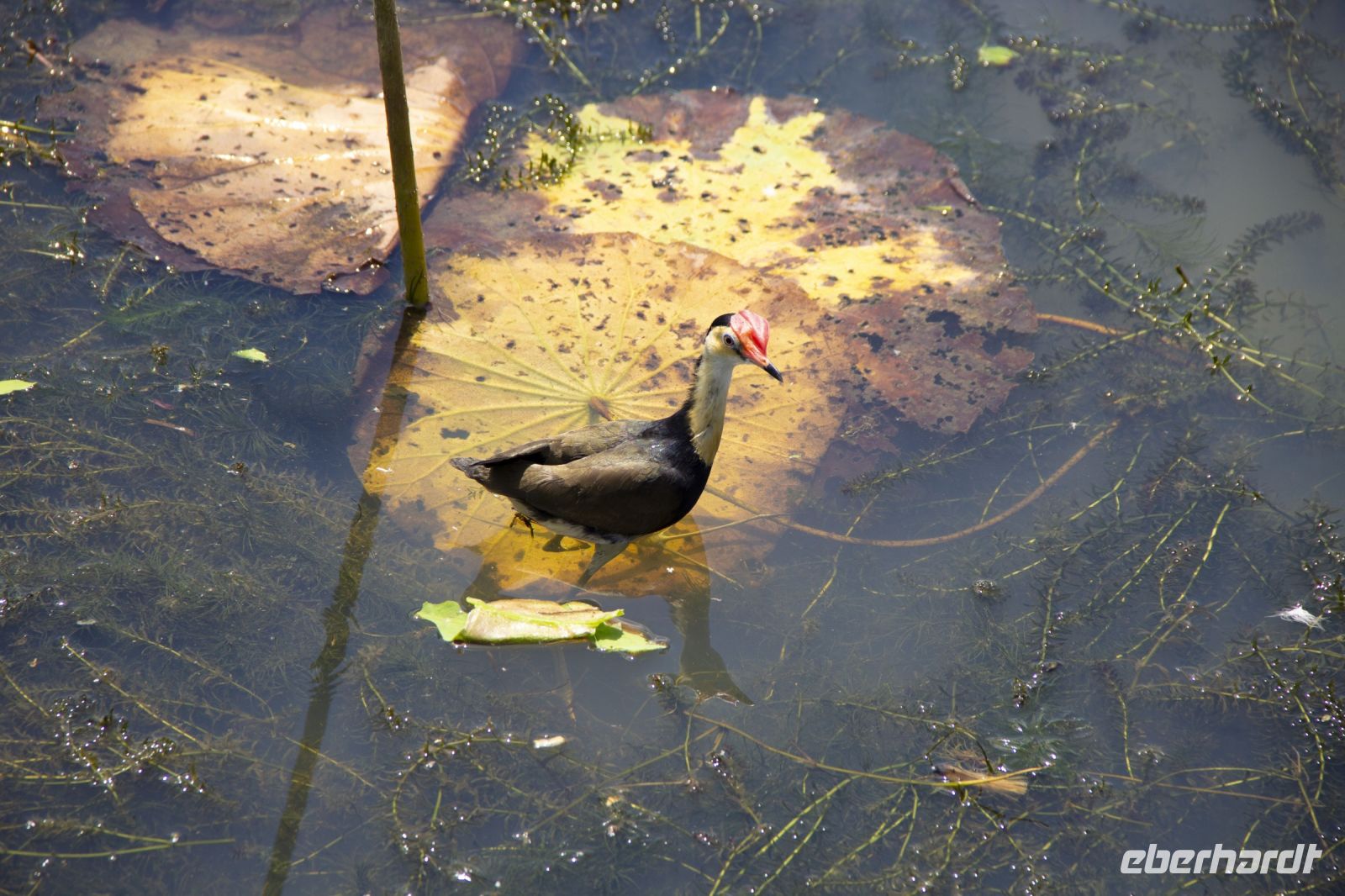 147 – Australien, Kakadu-Nationalpark
