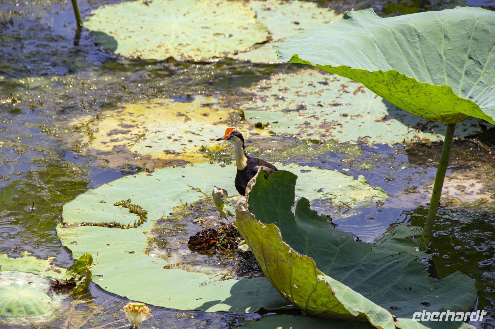 148 – Australien, Kakadu-Nationalpark
