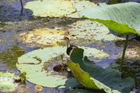 148 – Australien, Kakadu-Nationalpark