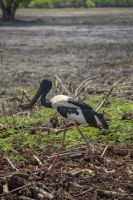 149 – Australien, Kakadu-Nationalpark