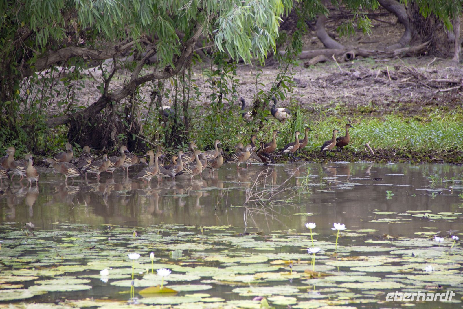 150 – Australien, Kakadu-Nationalpark