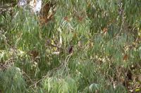 152 – Australien, Kakadu-Nationalpark