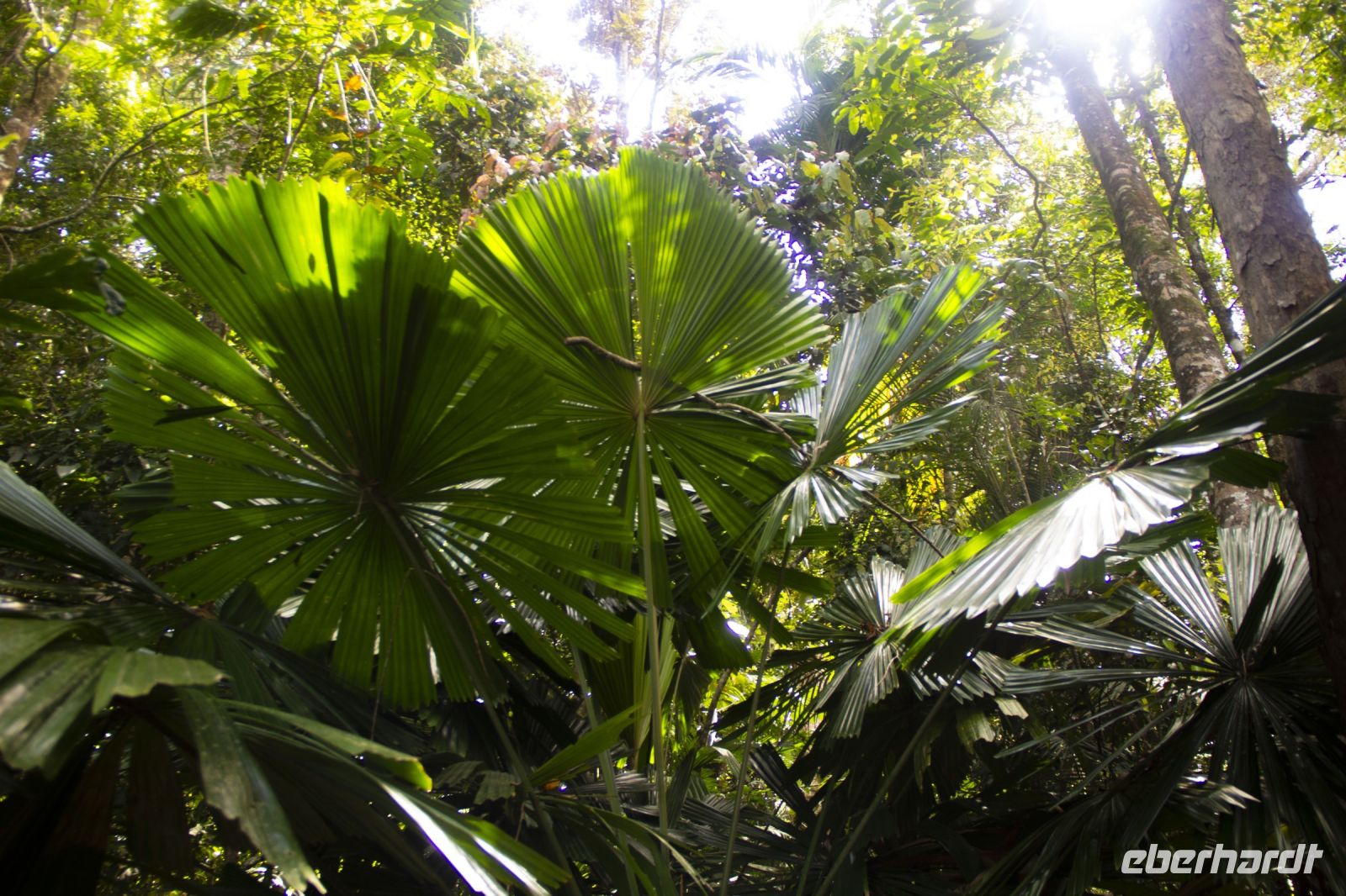 164 – Australien, Cairns, Kuranda