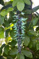 165 – Australien, Cairns, Kuranda