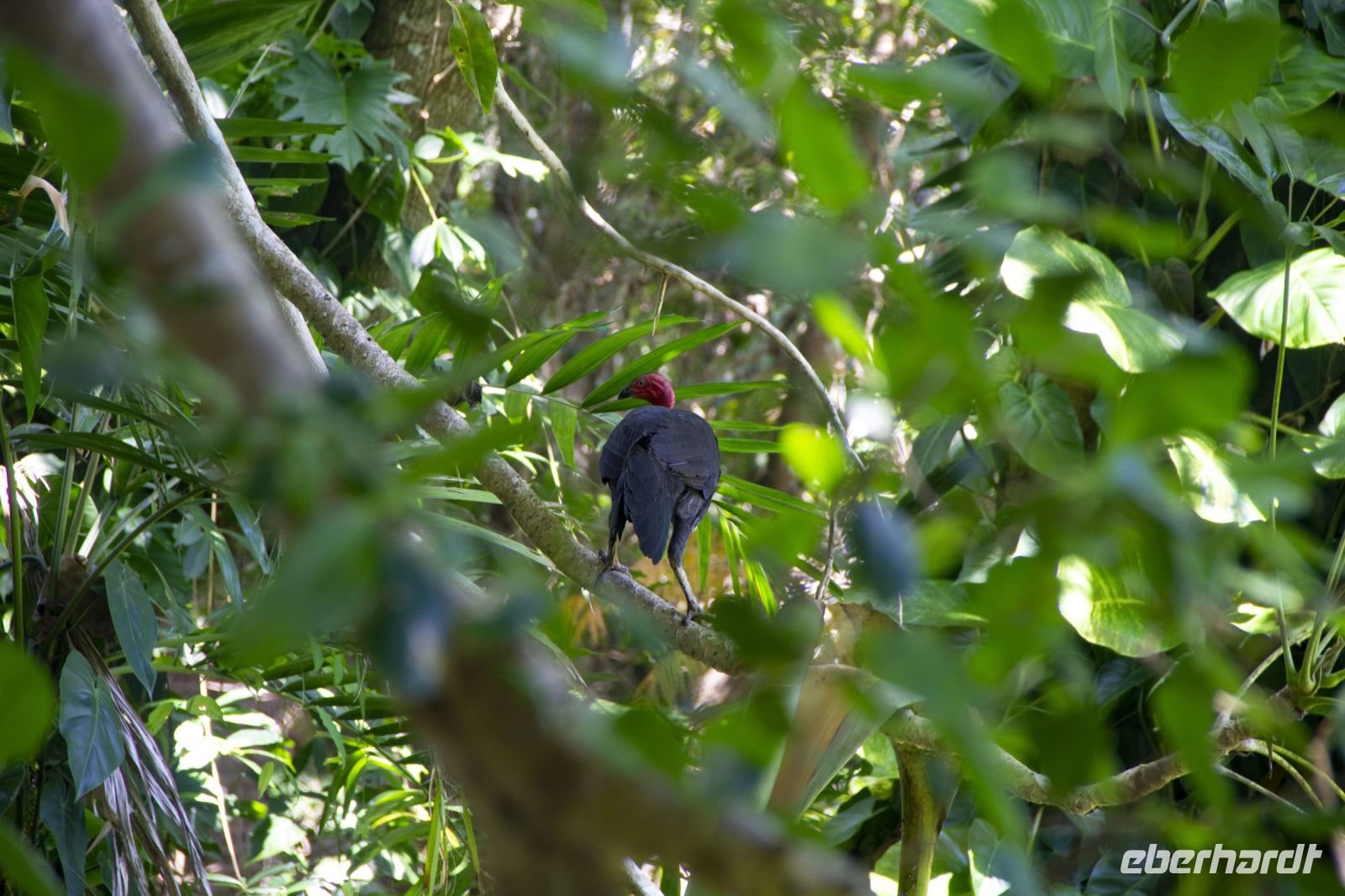 166 – Australien, Cairns, Kuranda