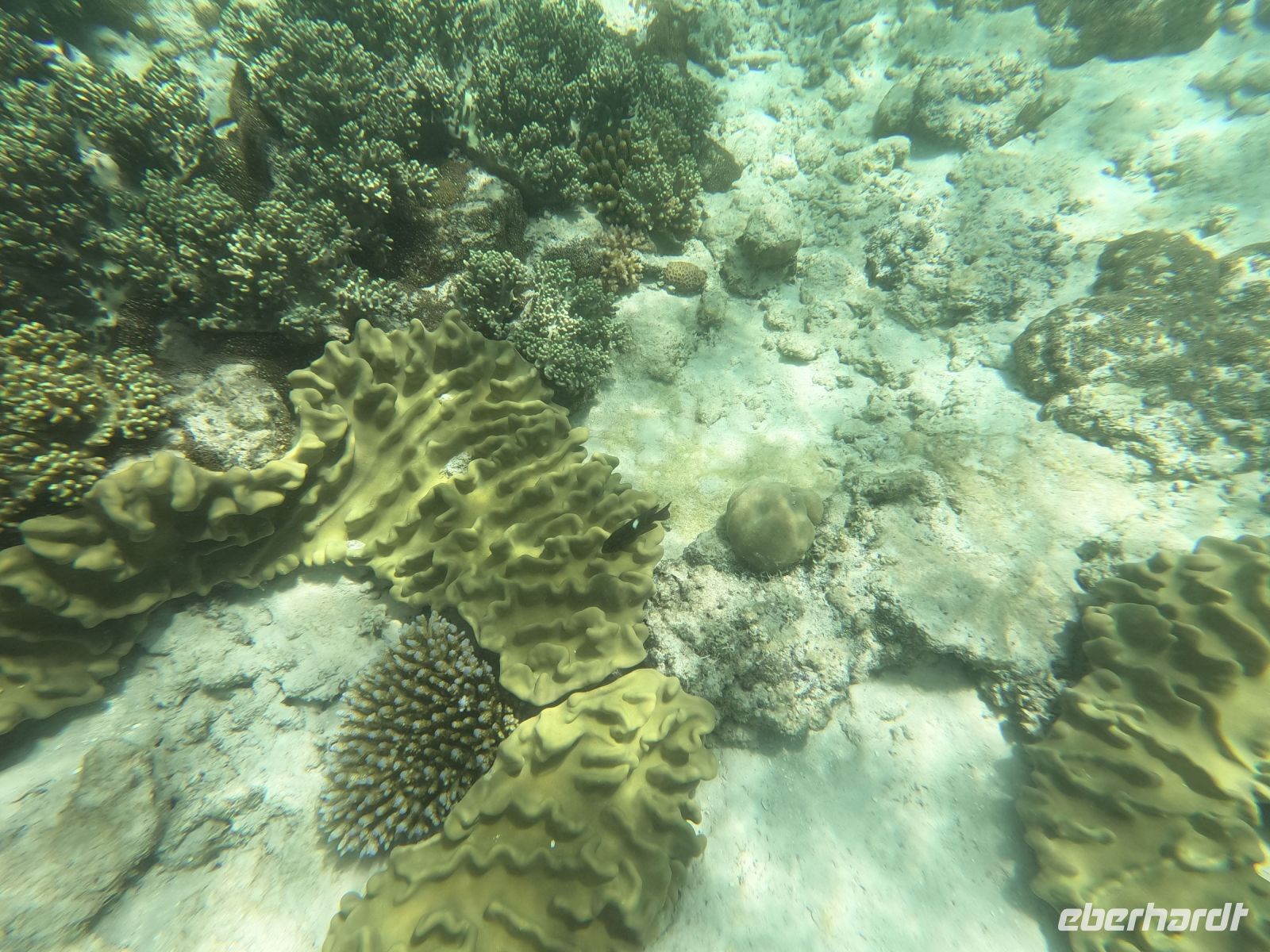 170.02 – Australien, Great Barrier Reef