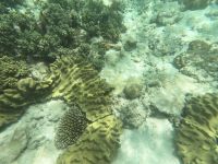 170.02 – Australien, Great Barrier Reef