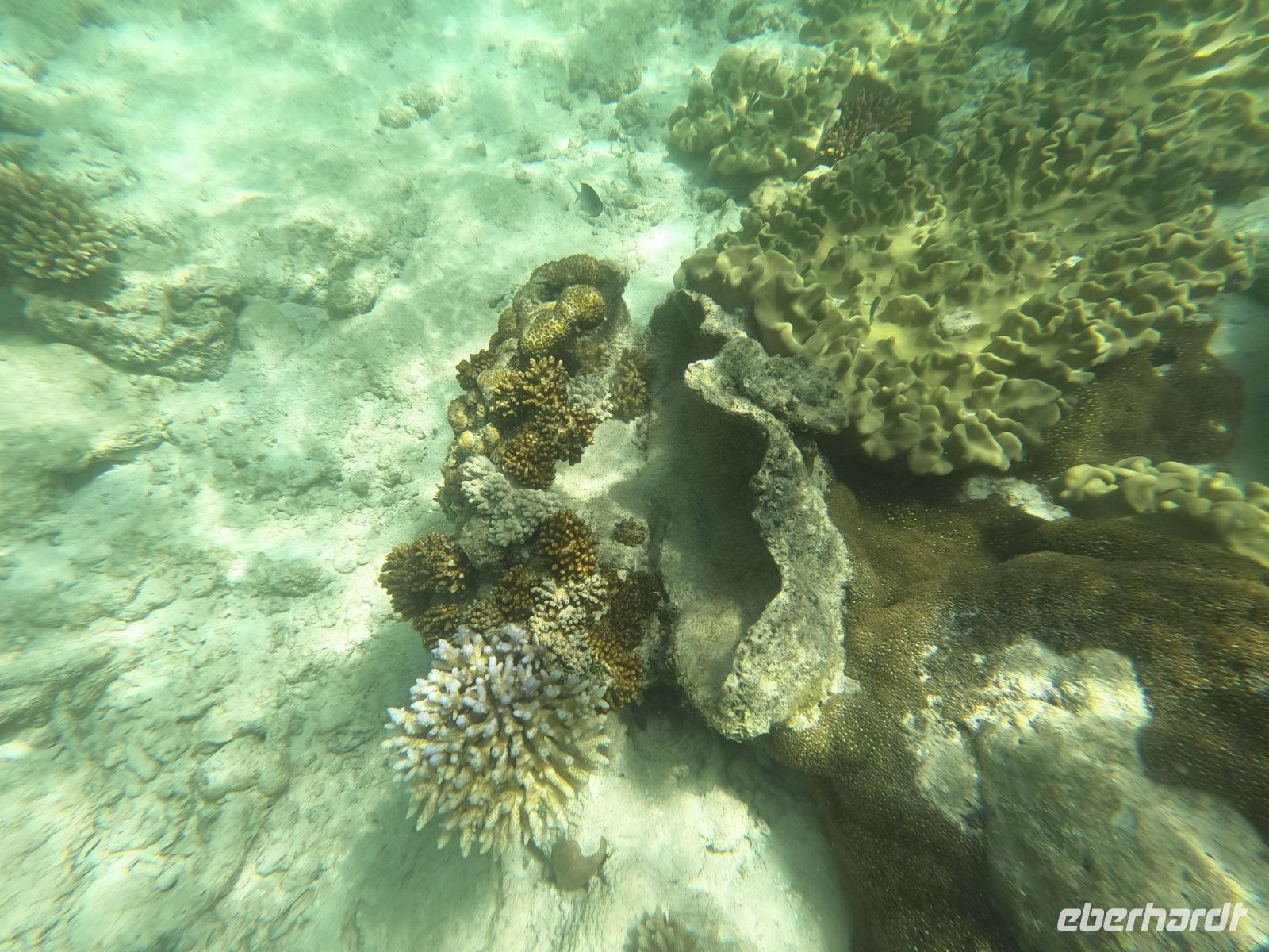 170.03 – Australien, Great Barrier Reef